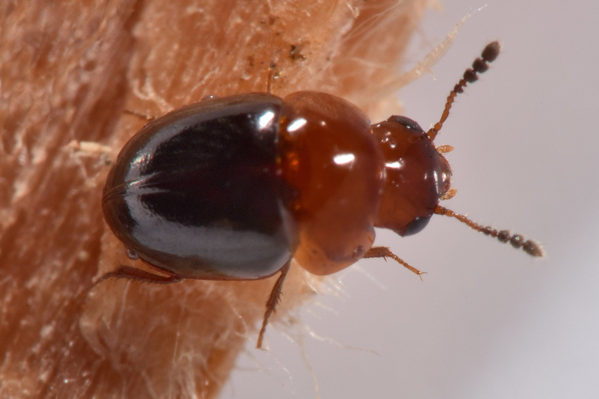 Leiodidae: Agathidium sp?  S, Agathidium (Neoceble) nigripenne